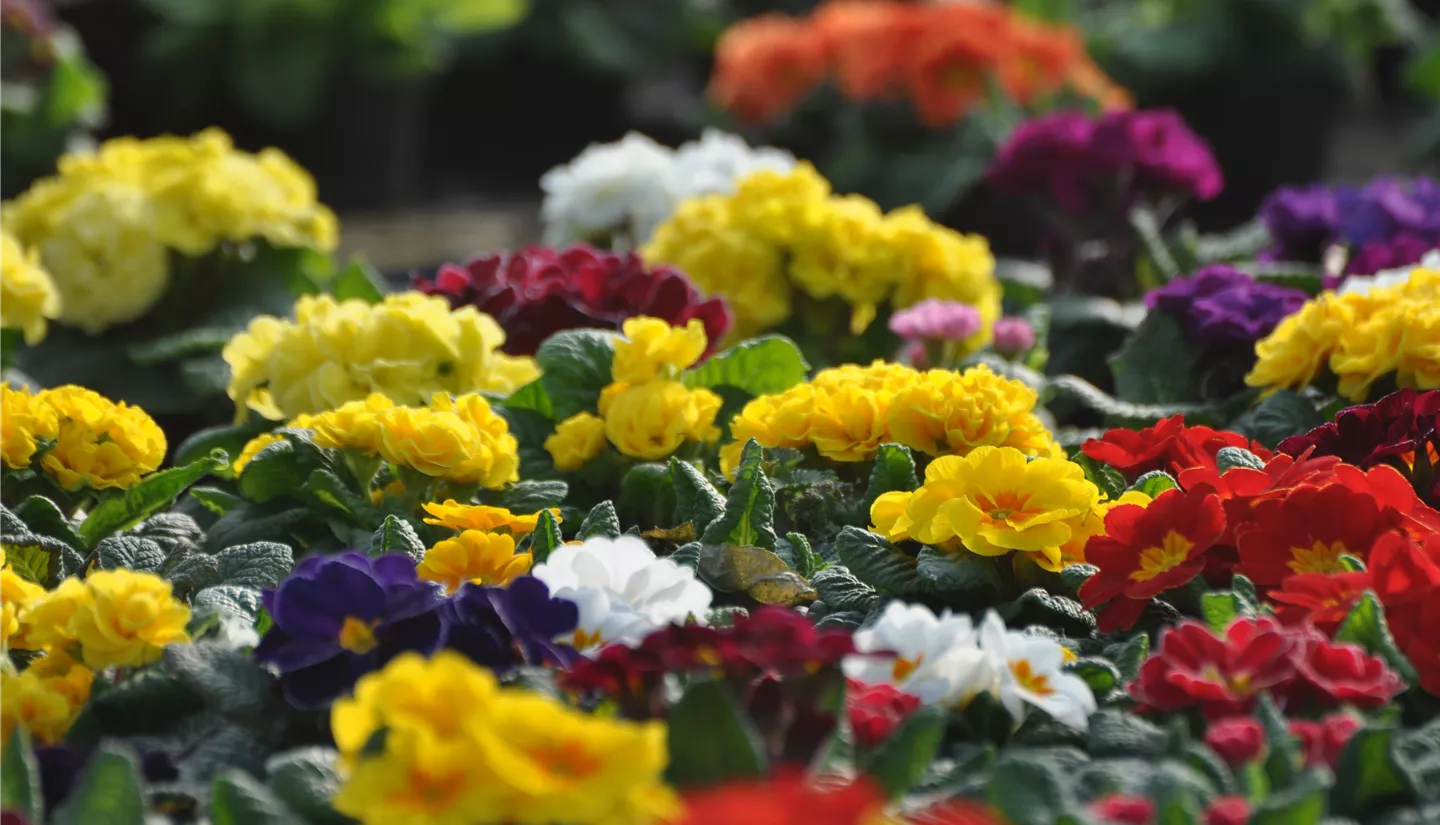 Blumenhaus Kuhlmann - Blumengeschäft und Gärtnerei Herborn
