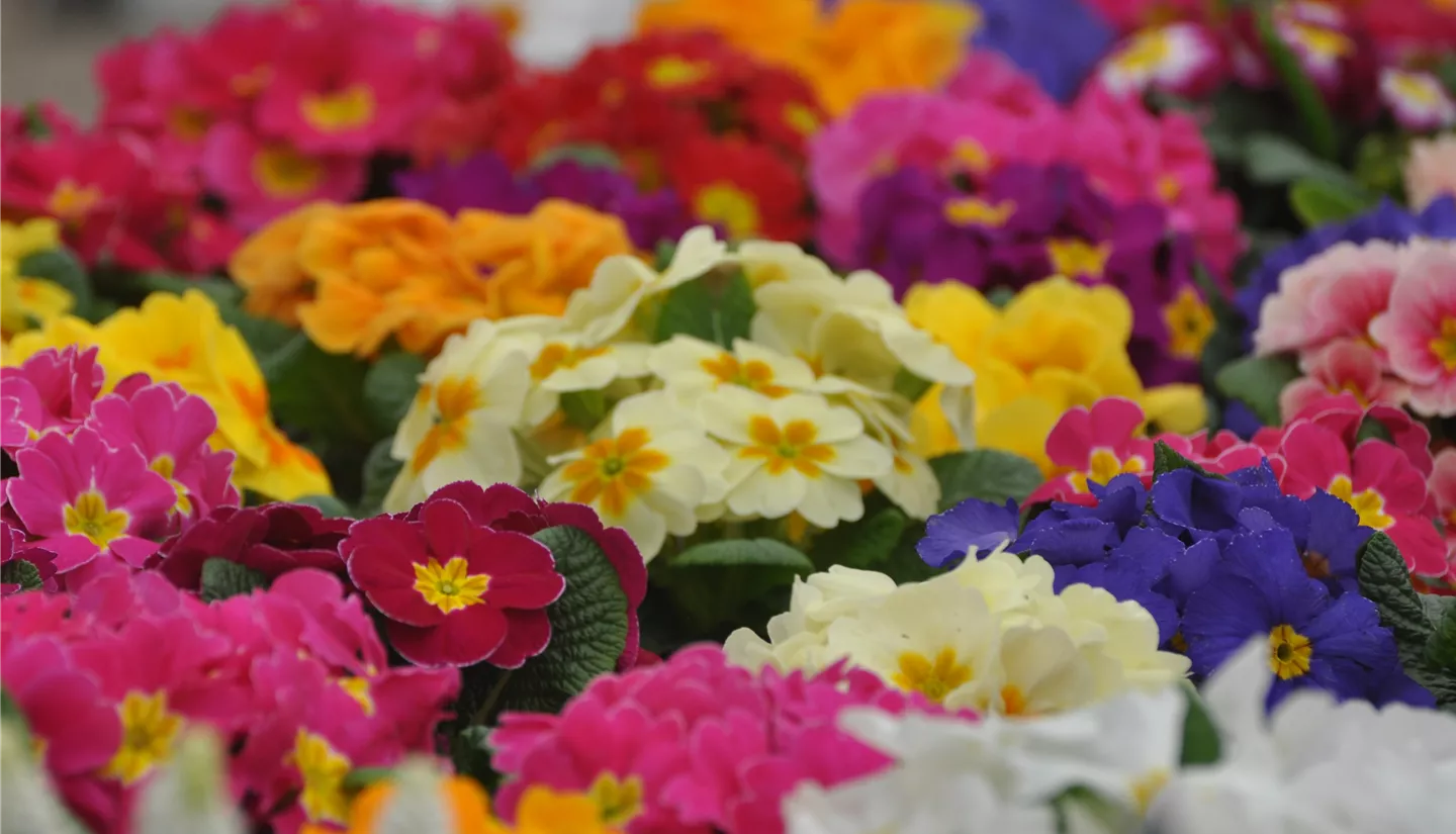 Blumenhaus Kuhlmann - Blumengeschäft und Gärtnerei Herborn
