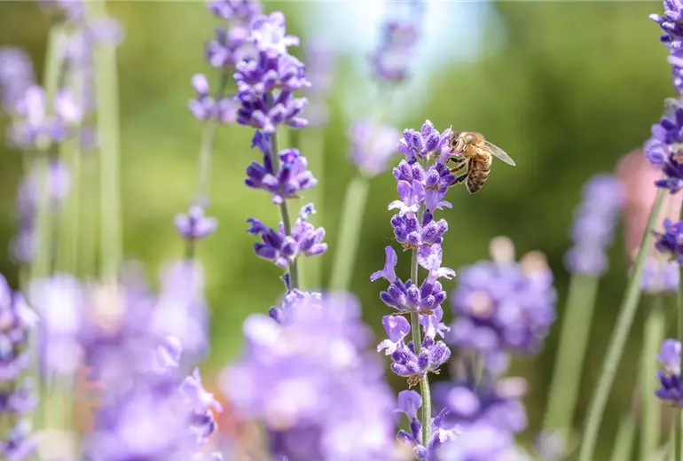 Lavandula mit Biene
