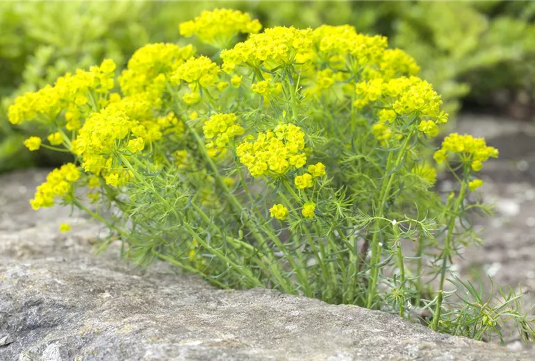 Euphorbia cyparissias