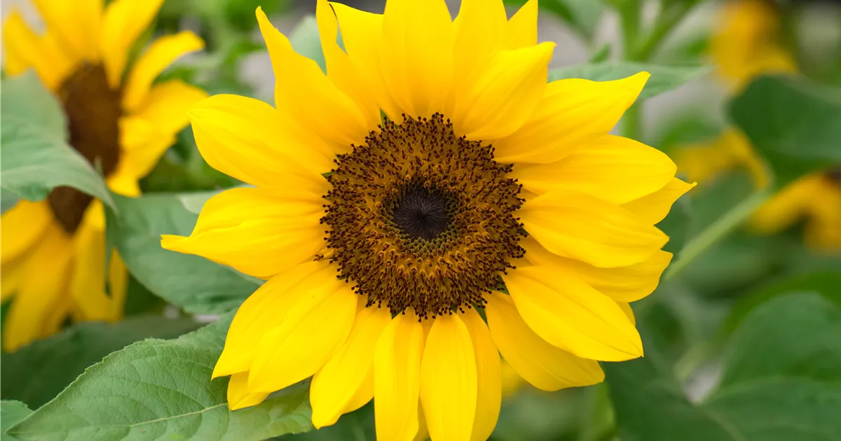 ZAEW Gartenflagge Mit Hundepfote & Sonnenblume – Doppelseitige Mini-Hofflagge, 30,5 X 45,7 Cm, Perfekt Für Garten, Terrasse Oder Urlaubsdeko