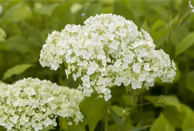 Hydrangea arborescens