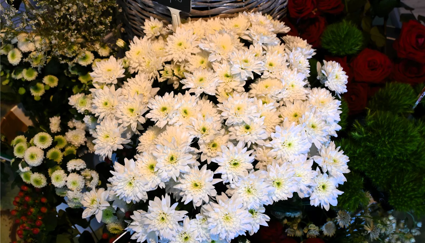 Zfc 2025-03-10 BK Blumen (9).JPG