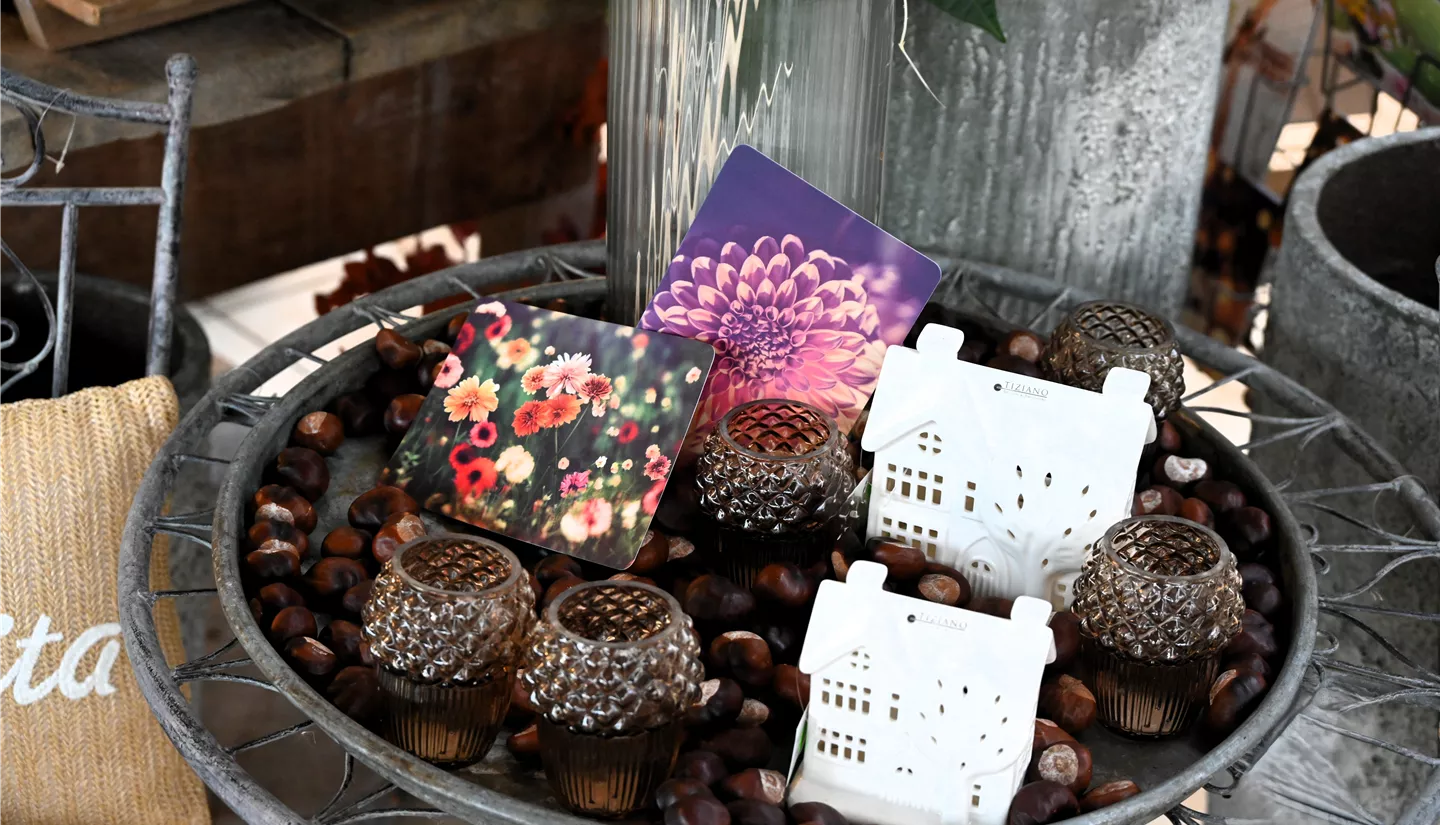 Z7 2025-10-17 BK Deko Herbst (5).JPG Z7 2025-10-17 BK Deko Herbst (5).JPG