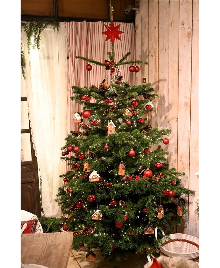 Z7 2025-11-14 BK Advent (2).JPG