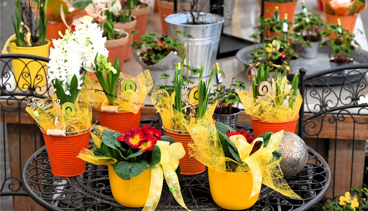 Z7 2026-01-10 BK Fruehling (1).JPG