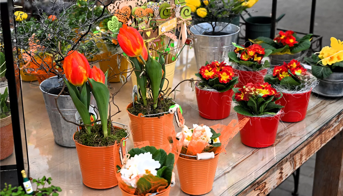 Z7 2026-01-10 BK Fruehling (2).JPG