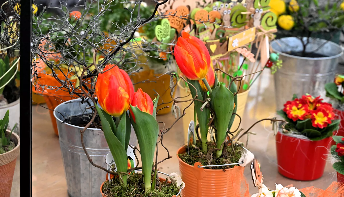 Z7 2026-01-10 BK Fruehling (3).JPG