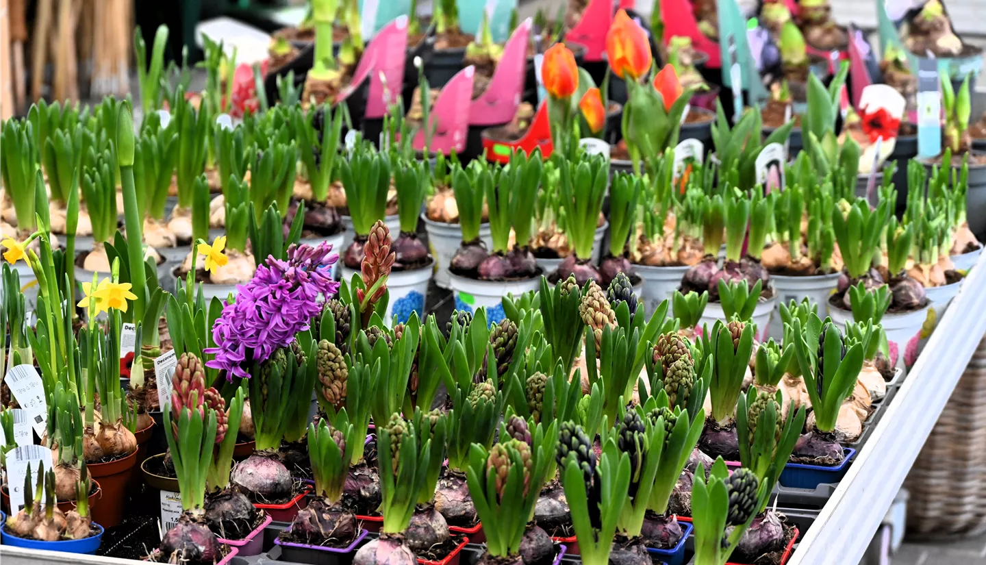 Z7 2026-01-10 BK Fruehling (4).JPG