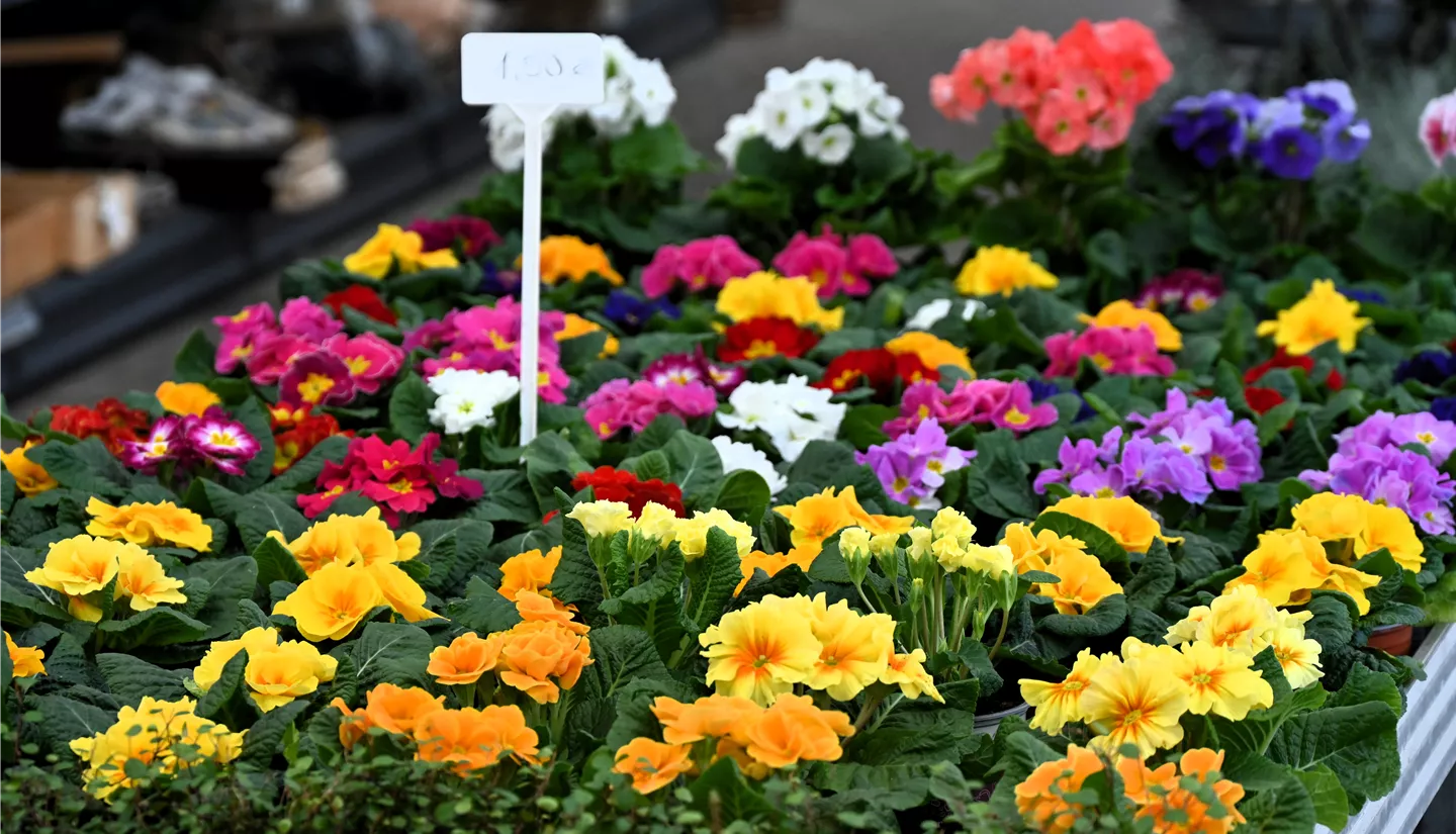 Z7 2026-01-10 BK Fruehling (6).JPG