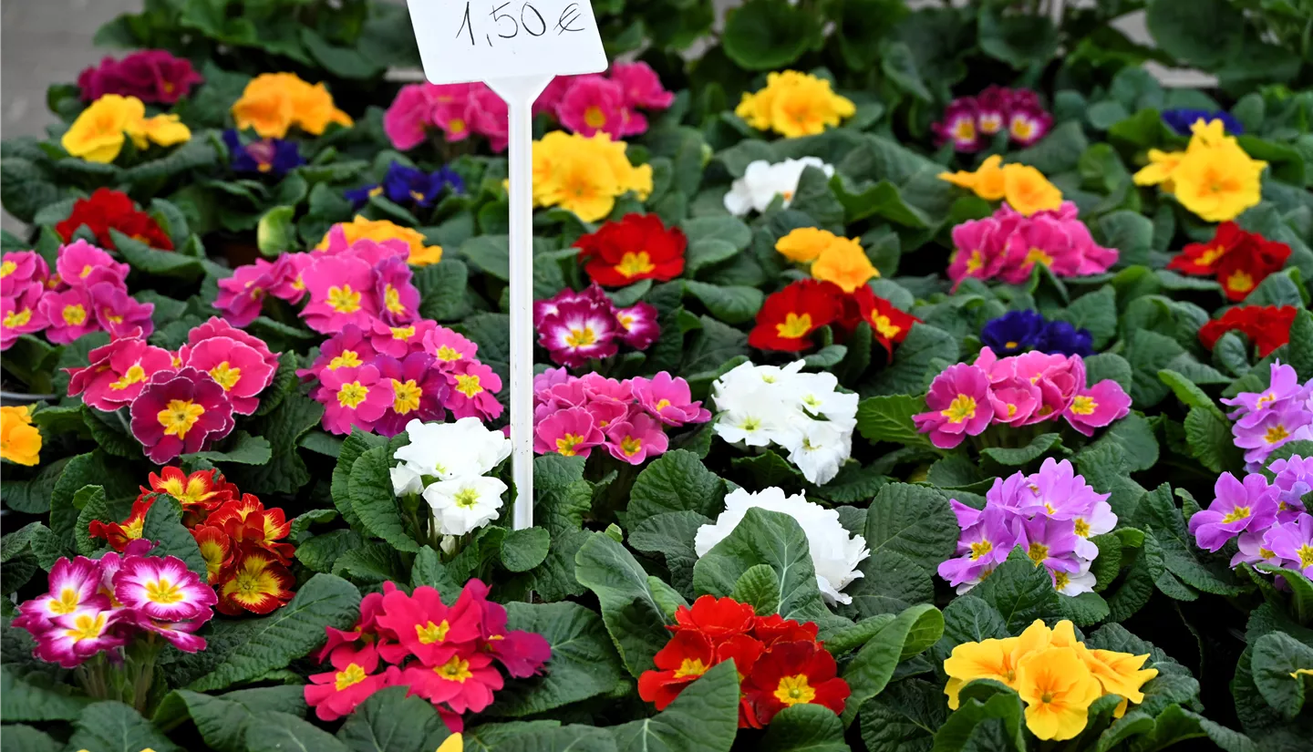 Z7 2026-01-10 BK Fruehling (7).JPG