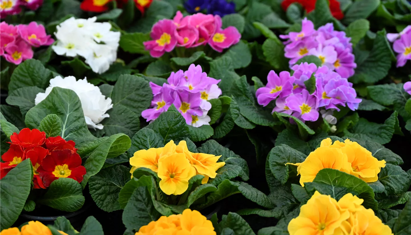 Z7 2026-01-10 BK Fruehling (8).JPG