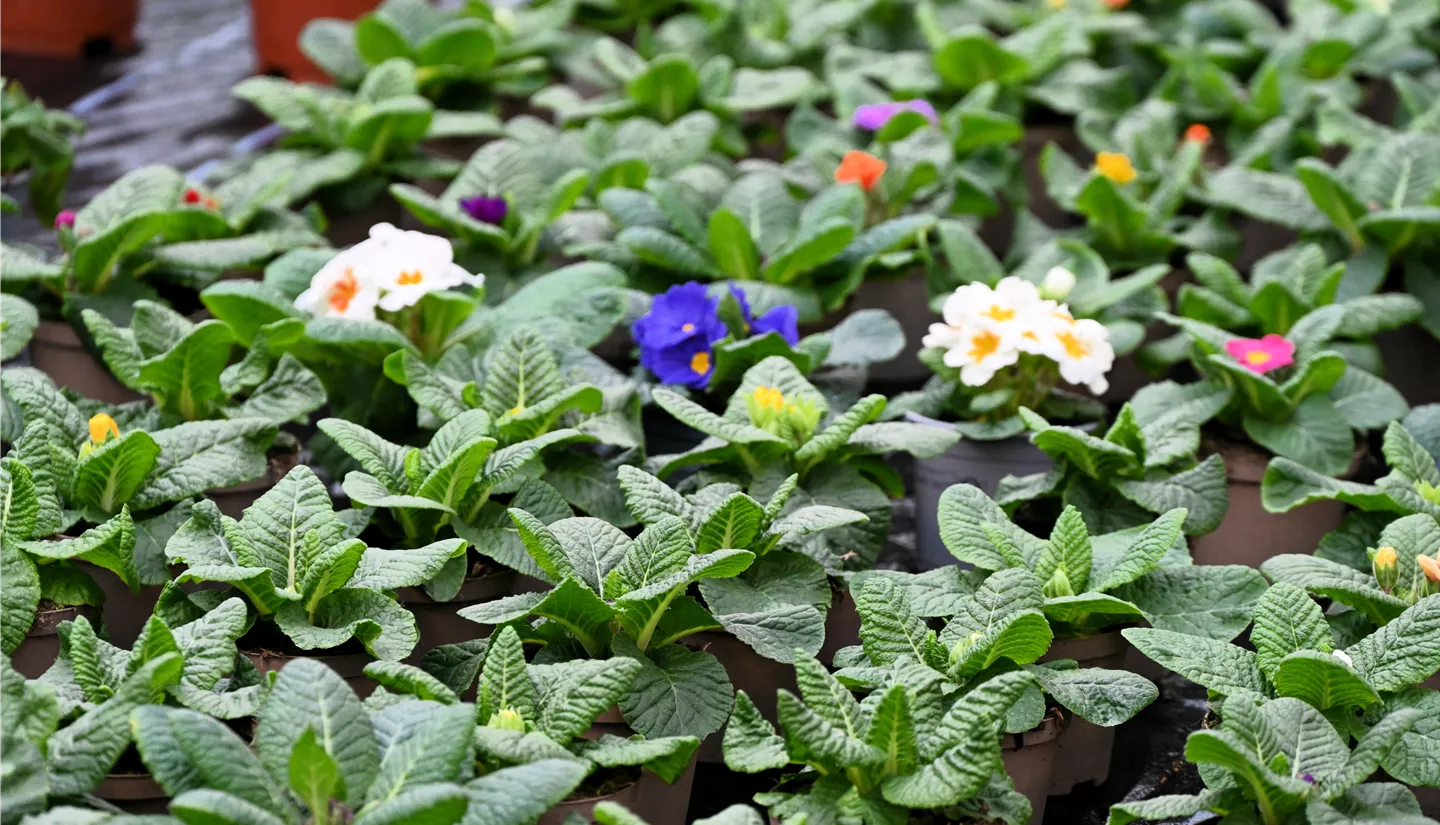 Z7 2026-01-10 BK Fruehling (10).JPG