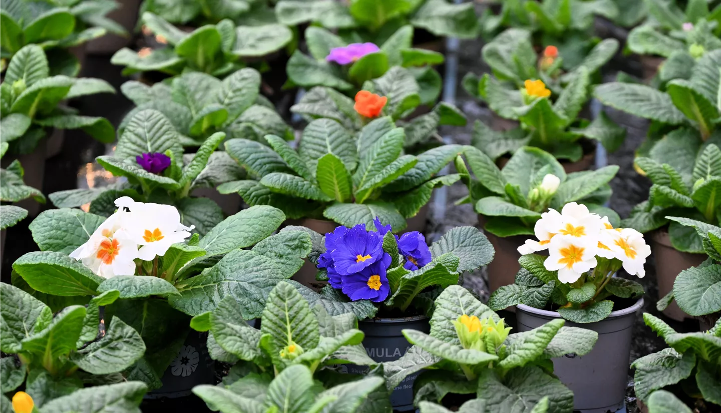 Z7 2026-01-10 BK Fruehling (11).JPG