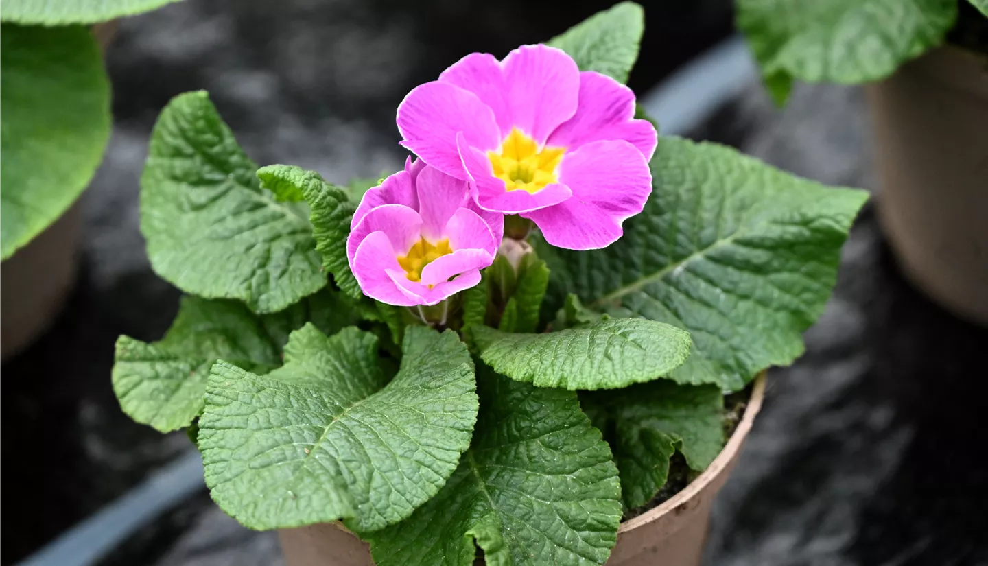 Z7 2026-01-10 BK Fruehling (12).JPG