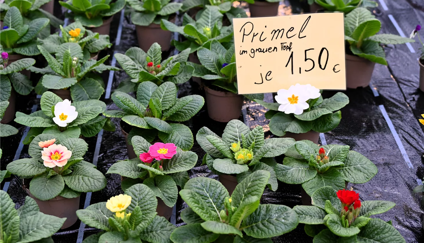 Z7 2026-01-10 BK Fruehling (13).JPG