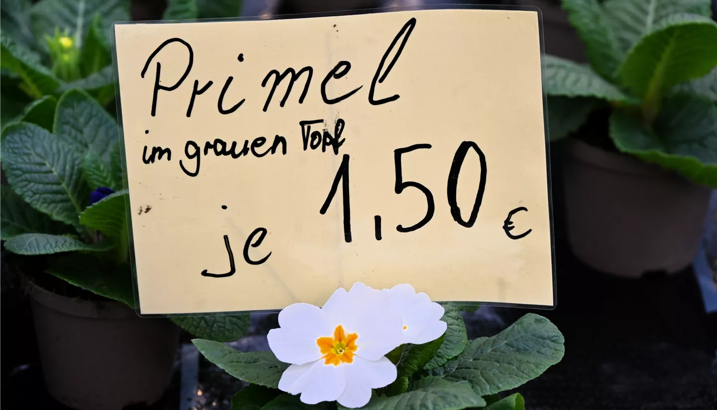 Z7 2026-01-10 BK Fruehling (14).JPG