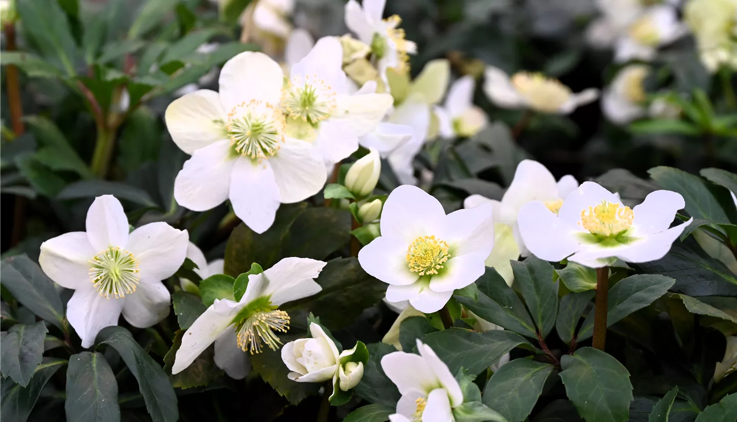 Z7 2026-01-10 BK Fruehling (18).JPG