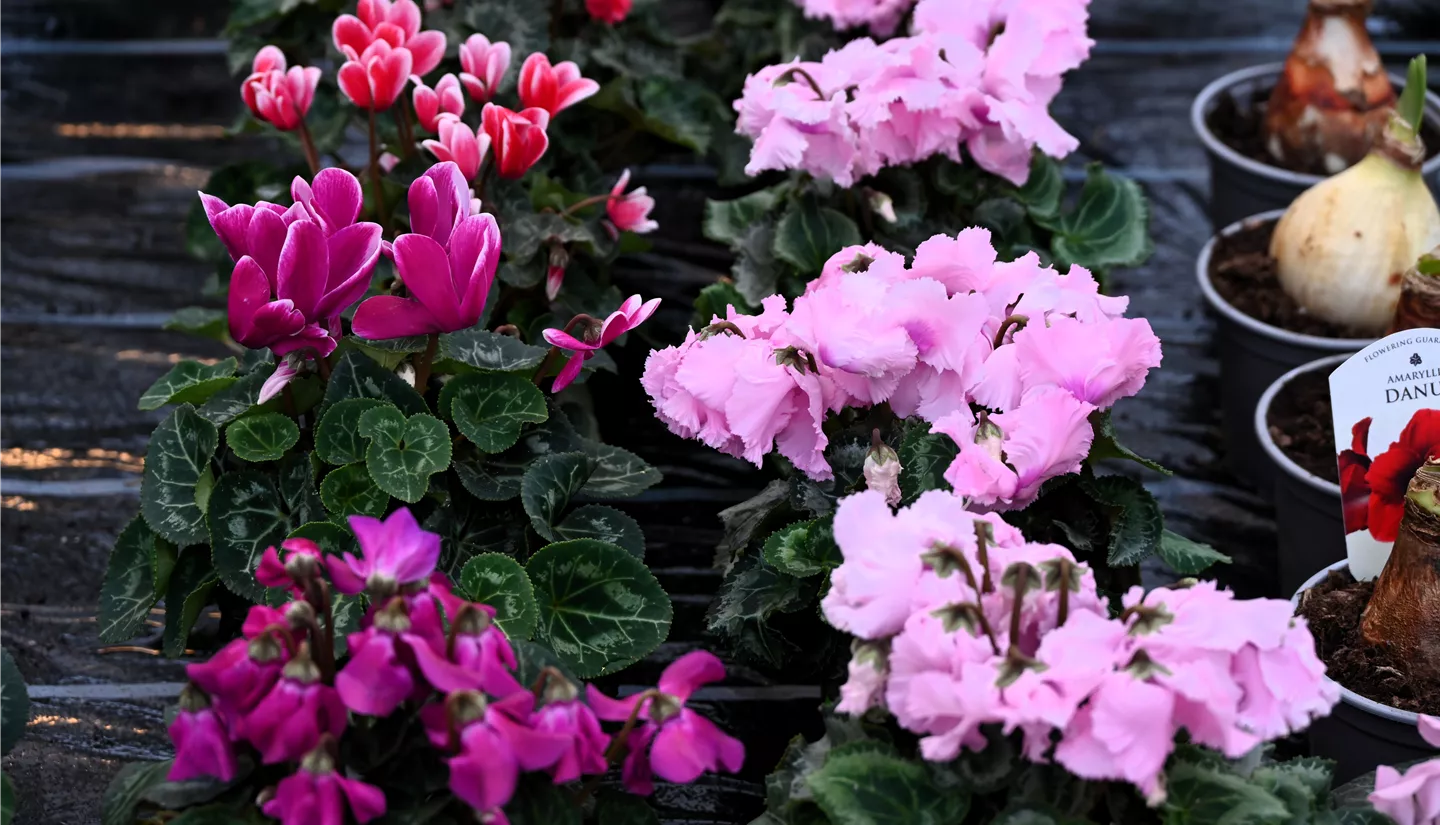 Z7 2026-01-10 BK Fruehling (21).JPG