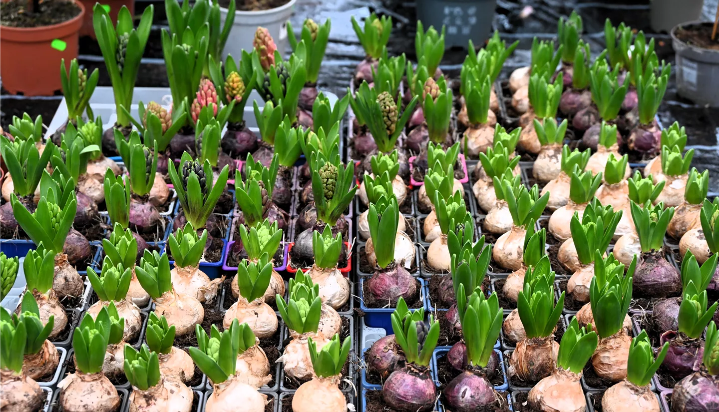 Z7 2026-01-10 BK Fruehling (22).JPG