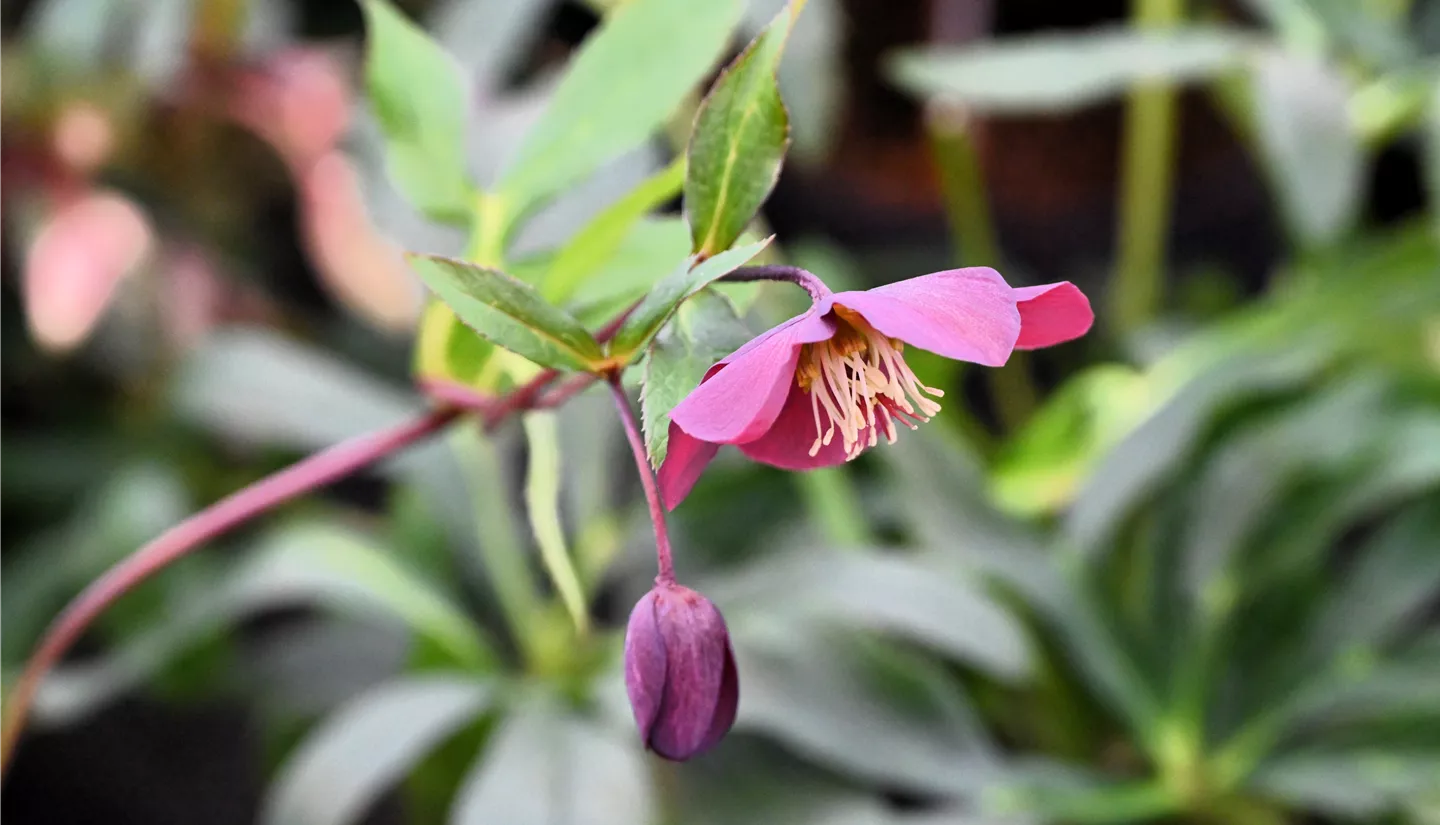 Z7 2026-01-10 BK Fruehling (23).JPG