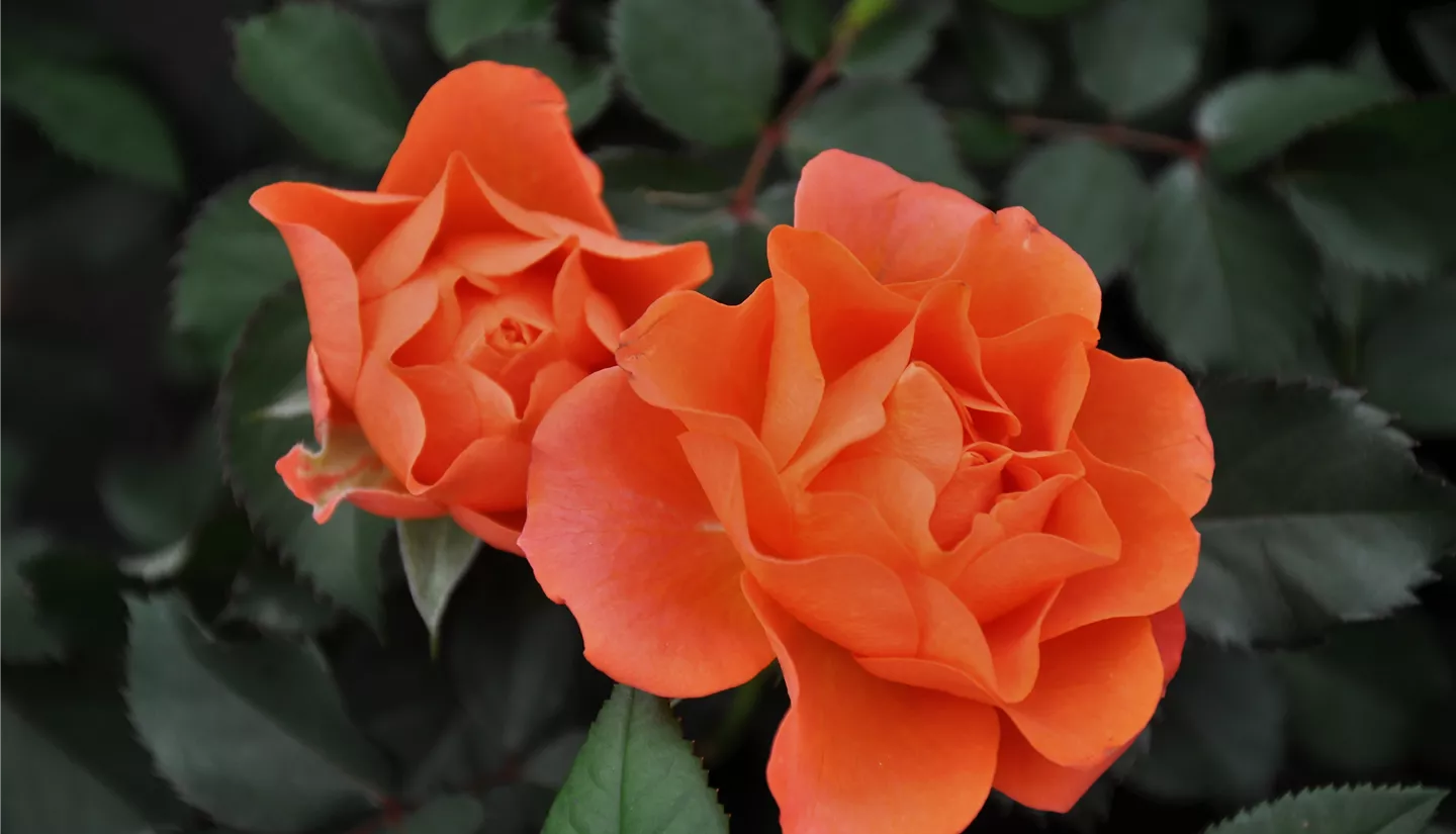 NK 2019-05-04 Kuhlmann (34).JPG