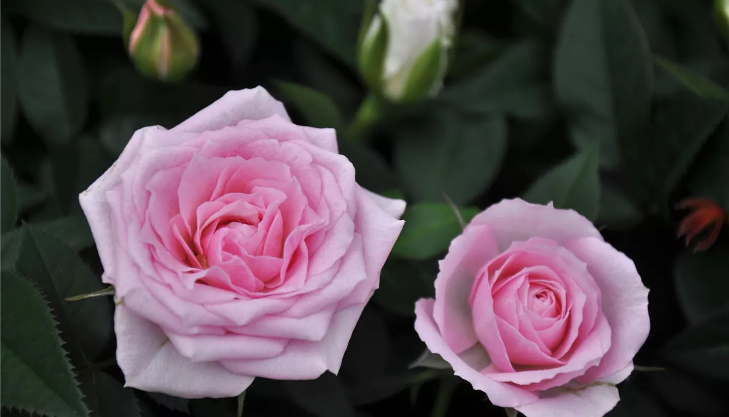 NK 2019-05-04 Kuhlmann (35).JPG