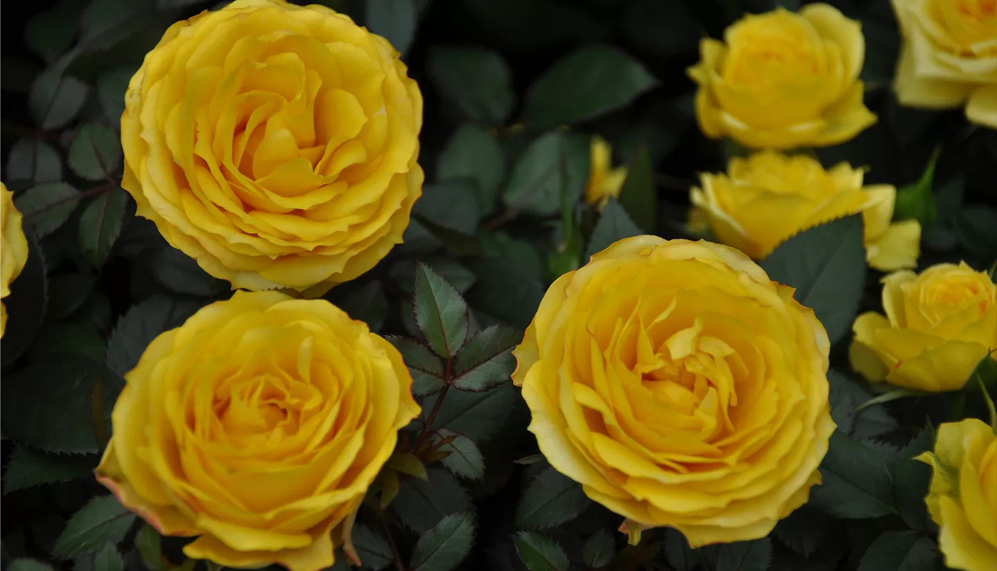 NK 2019-05-04 Kuhlmann (36).JPG