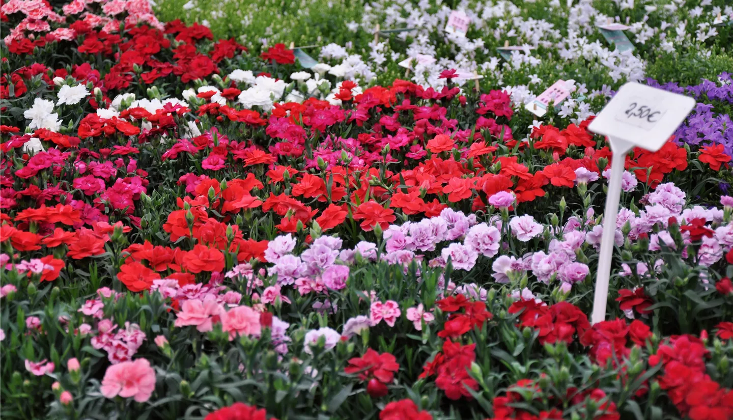 NK 2019-05-04 Kuhlmann (38).JPG