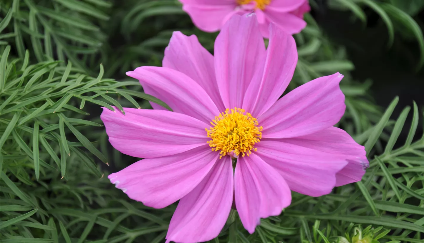 NK 2019-05-04 Kuhlmann (42).JPG