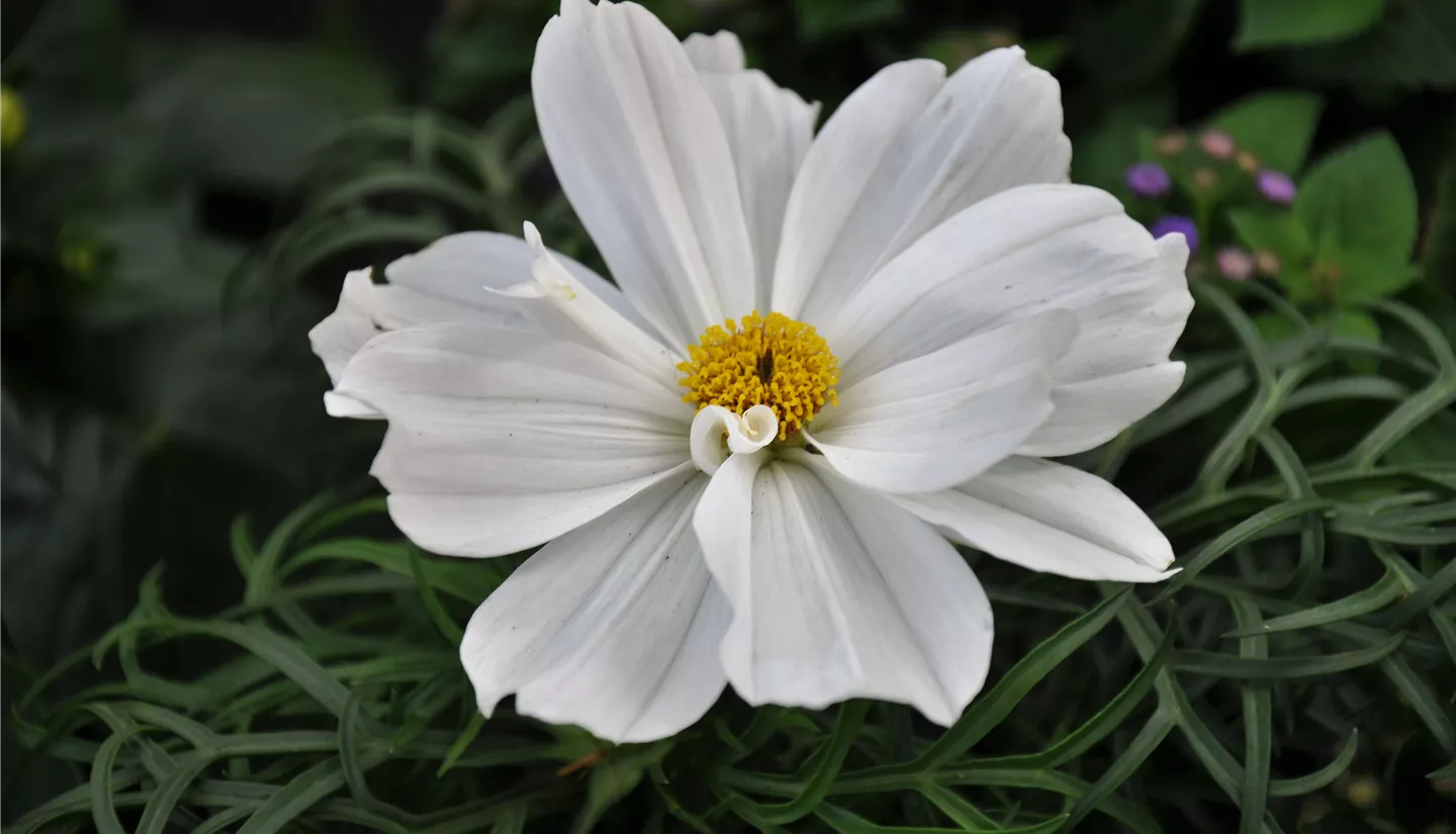 NK 2019-05-04 Kuhlmann (43).JPG