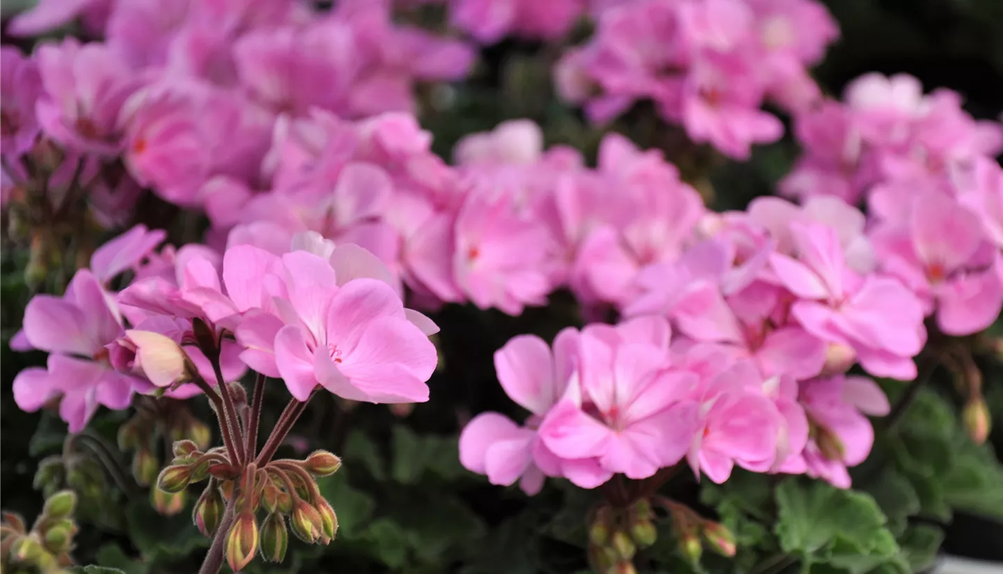 NK 2019-05-04 Kuhlmann (45).JPG