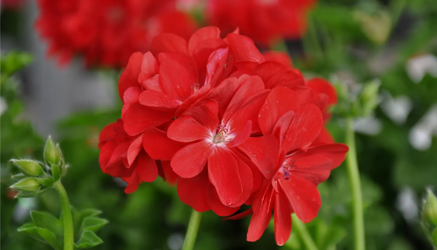 NK 2019-05-04 Kuhlmann (46).JPG