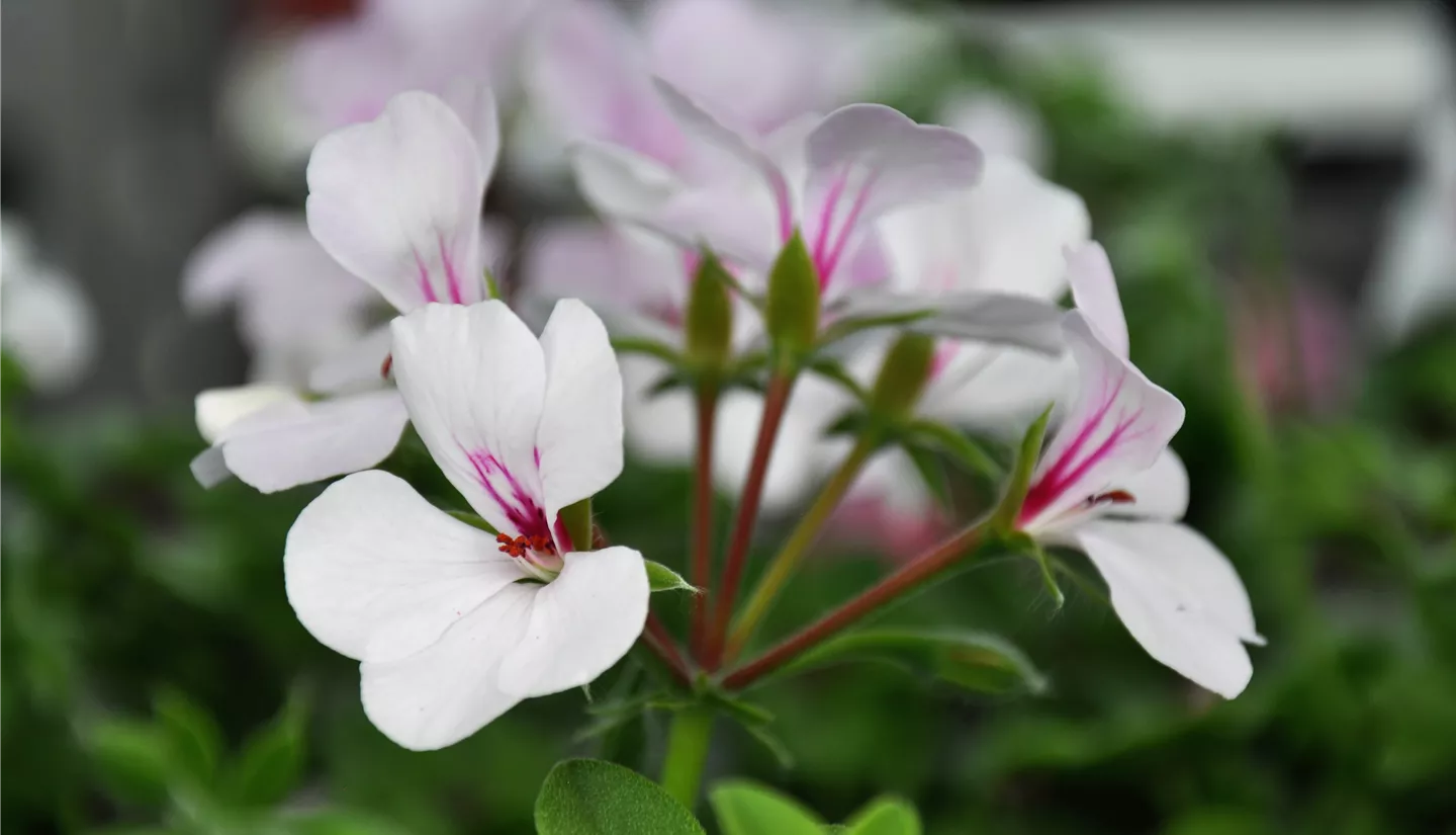 NK 2019-05-04 Kuhlmann (48).JPG