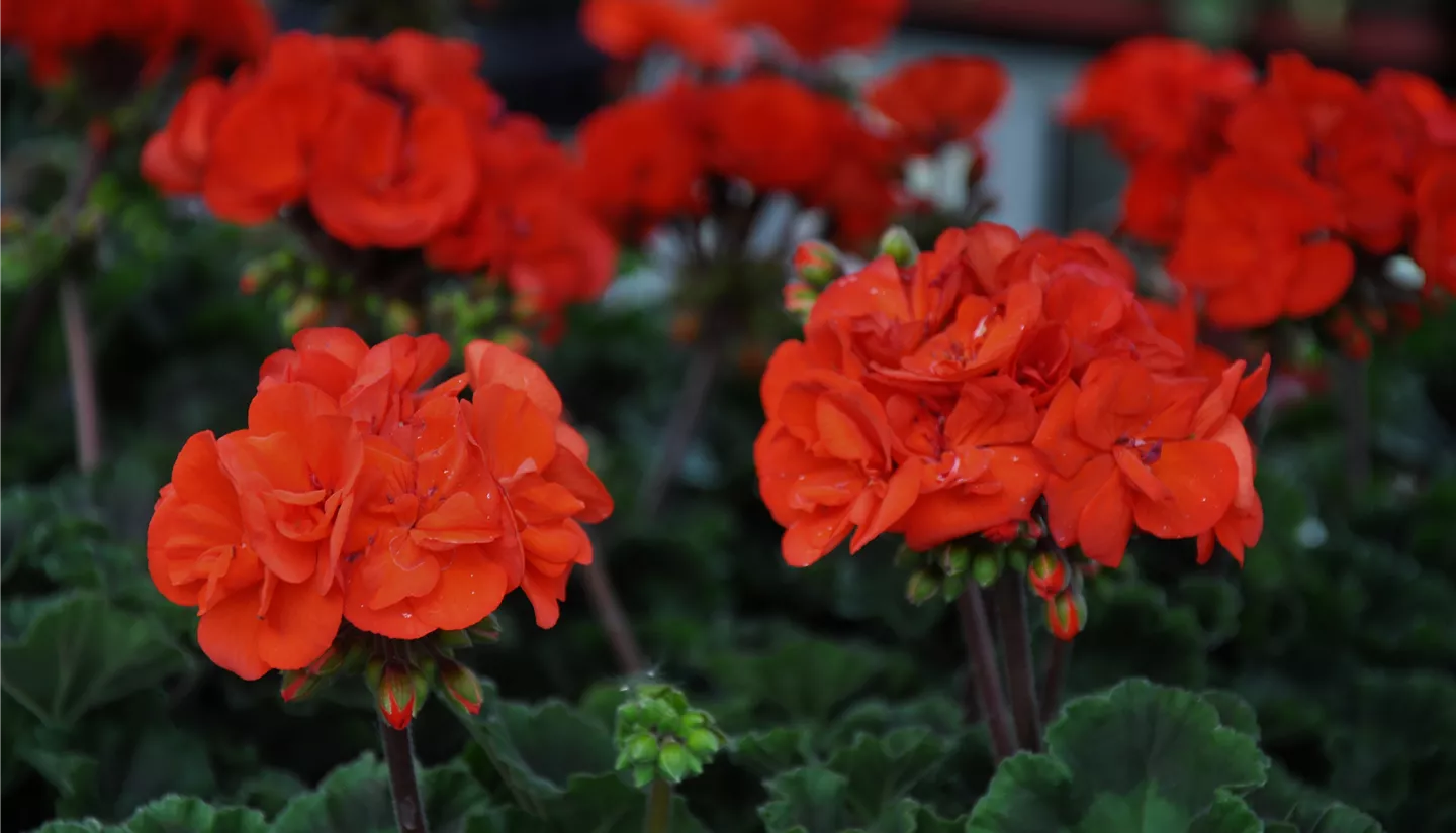 NK 2019-05-04 Kuhlmann (49).JPG