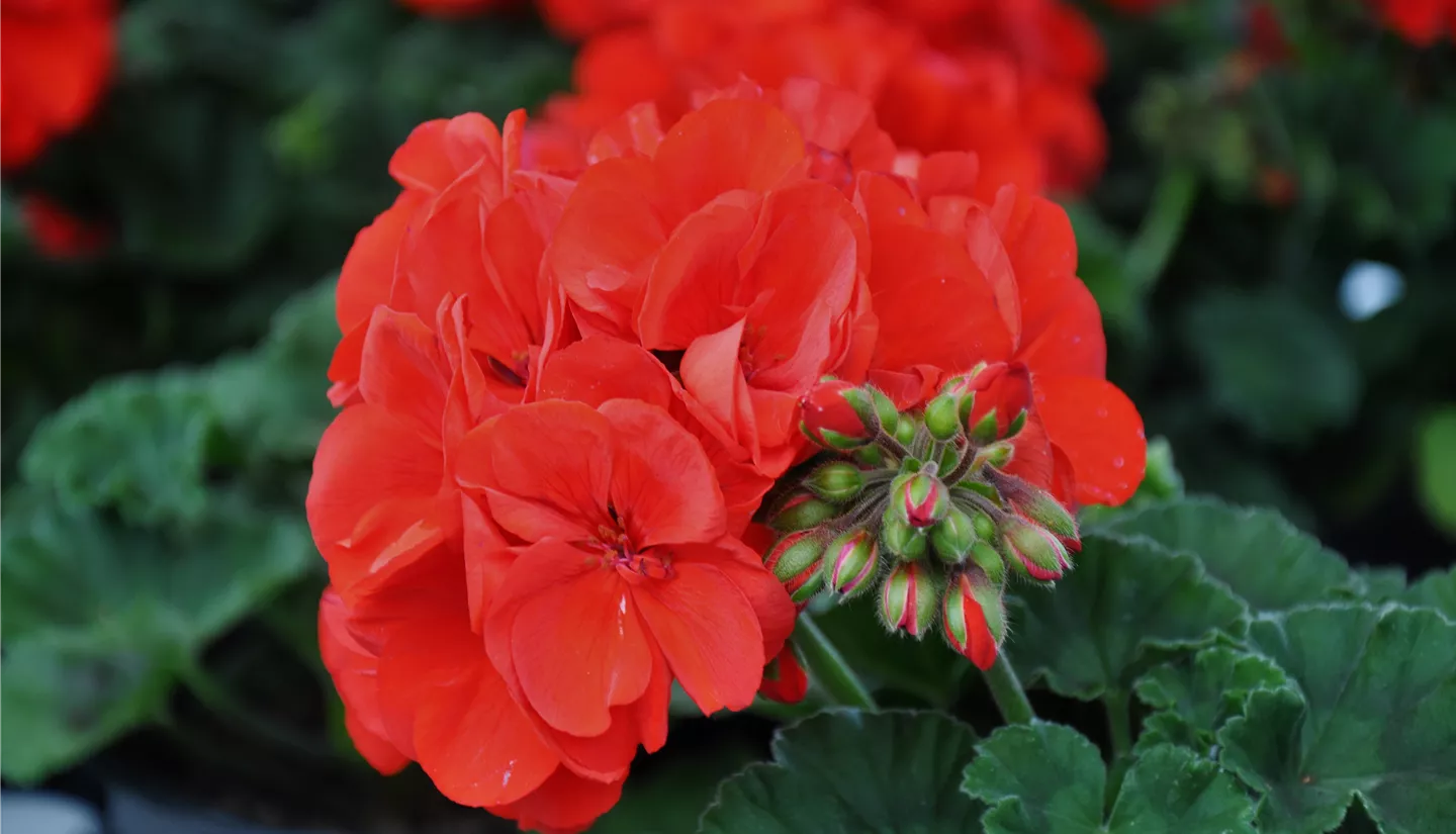 NK 2019-05-04 Kuhlmann (50).JPG