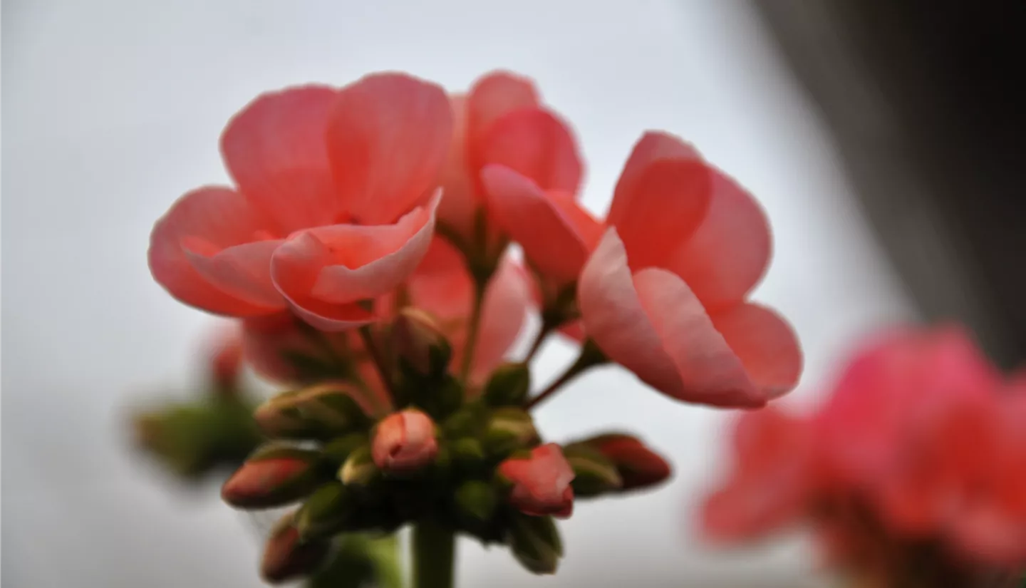 NK 2019-05-04 Kuhlmann (51).JPG