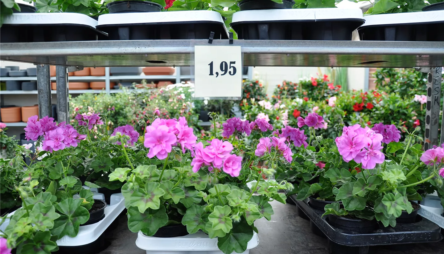 NK 2019-05-04 Kuhlmann (53).JPG