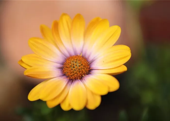 Kapkörbchen - Einpflanzen in den Garten