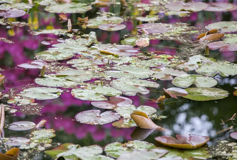Nymphaea