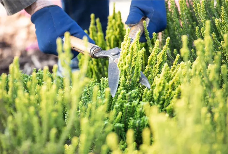 Calluna Vulgaris 'Zipi'