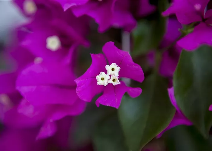 Bougainvillea – Die Wunderblume richtig pflegen