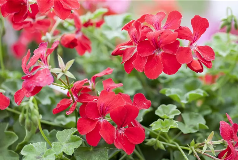 Pelargonium peltatum