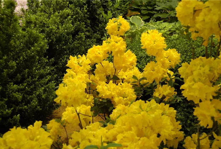 Rhododendron luteum 'Sun Chariot'