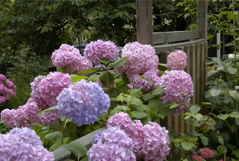 Hydrangea macrophylla, rosa
