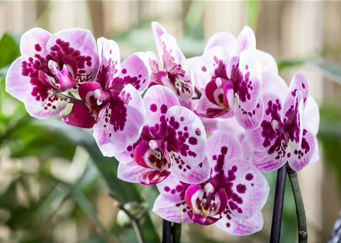 Die Orchideen-Klassiker Die Orchideen-Klassiker