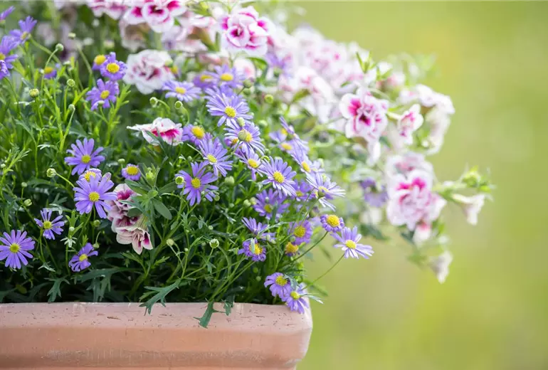 Brachyscome multifida 'Delight Mauve'