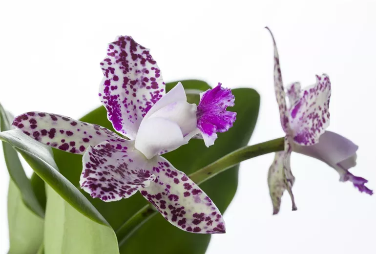 Cattleya