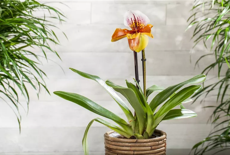 Paphiopedilum 'Americana'