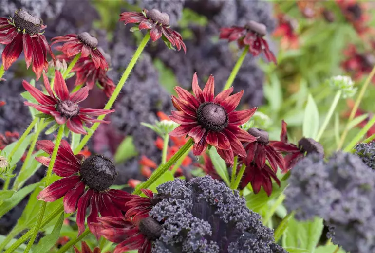 Rudbeckia hirta 'Cherry Brandy'